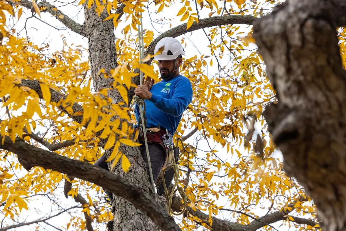 Skilled Tree Planing crew working in Mapleton